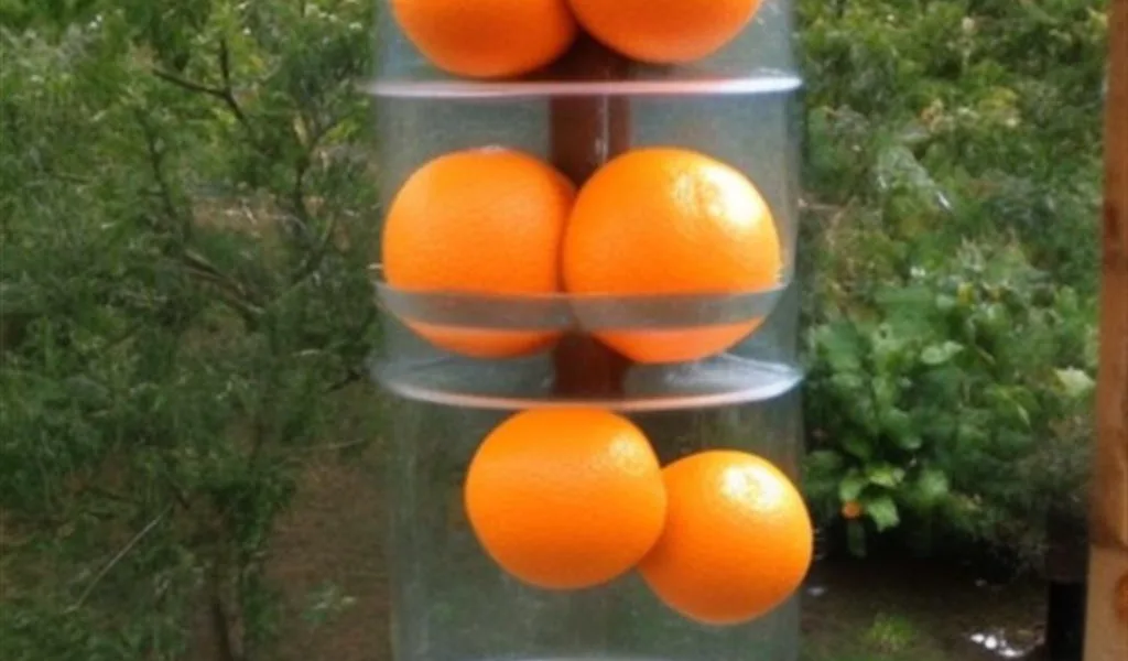 Jak zrobić karmnik dla ptaków z pomarańczy